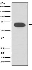 Cytokeratin 1 Antibody