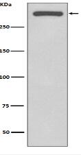 DNA-PKcs Antibody