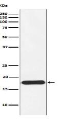 Ndufs4 Antibody