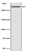 Cubilin Antibody