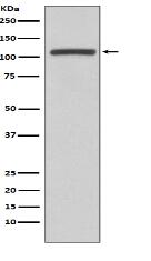 PI3 Kinase p110 beta Antibody