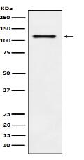 LI Cadherin Antibody
