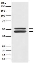 JNK1/JNK3 Antibody