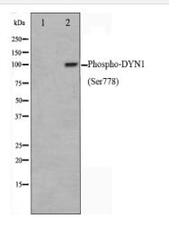 Phospho-DYN1(Ser778) Antibody