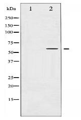 COT Antibody