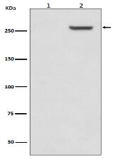 Phospho-mTOR (S2481) Antibody