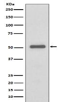 UCHL3 Antibody