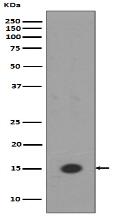 Histone H3 (mono methyl K18) Antibody