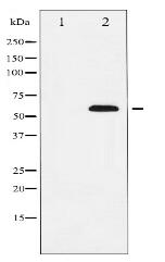 SOX9 Antibody