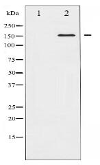 ROCK1 Antibody