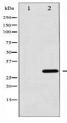 C/EBP-alpha Antibody