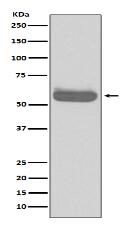 Occludin Antibody