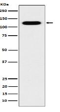 Cadherin 16 Antibody