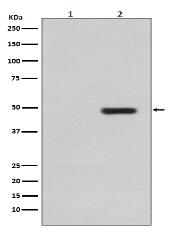 Phospho-Tau (T231) Antibody