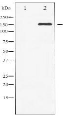 Phospho-c-Met (Tyr1003) Antibody