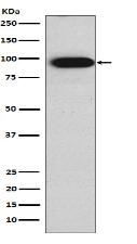 Villin Antibody