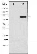 NMDAR1 Antibody