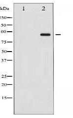 Phospho-Dynamin-1 (Ser774) Antibody