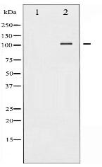 NF-kappaB p105/p50 Antibody