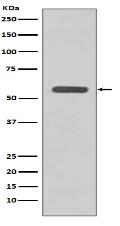 STK3 Antibody