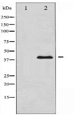 AMPK β1 Antibody