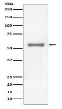 PAX7 Antibody