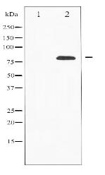 PKCD Antibody