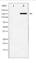 Phospho-ASK1 (Ser83) Antibody