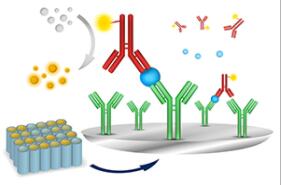 AMPK1 Antibody