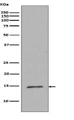 Histone H2B (mono methyl R79) Antibody