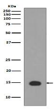 Histone H3 (acetyl K4) Antibody