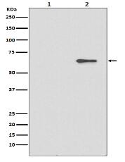 Phospho-AMPK alpha 2 (S491) Antibody