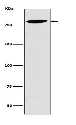 Lrp2 / Megalin Antibody