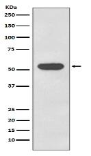 Cytokeratin 4 Antibody