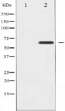 Phospho-Ezrin (Thr566) Antibody