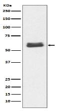 Caspase-10 Antibody