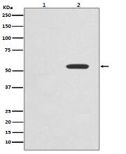 Phospho-c-Myc (T58) Antibody