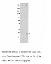 Cleaved-caspase 3 antibody