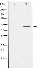 Phospho-DRP-2 (Thr514) Antibody