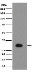 Phospho-Histone H1.4 (T17) Antibody