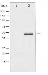 Caspase 9 Antibody