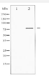 FOXO1/3/4-pan Antibody