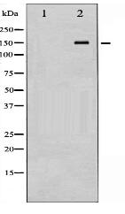 Phospho-eNOS (Thr494) Antibody