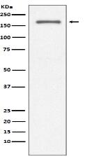 CD11a Antibody