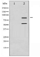 PI3-kinase p85-alpha/gamma Antibody