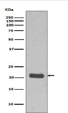 GTPase HRAS Antibody