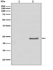 Phospho-Rac1/Cdc42 (Ser71) Antibody