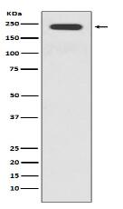 JAG1 Antibody