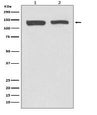 NEDD4-2 Antibody