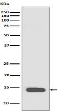 Histone H2B (acetyl K20) Antibody